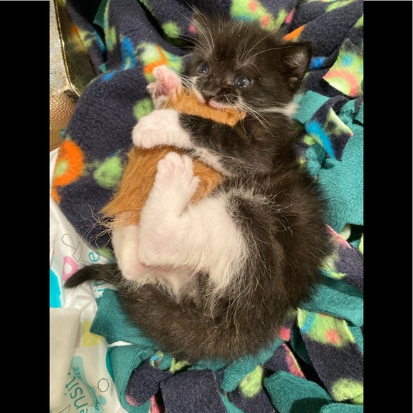 Meet your Posher, Boombilottie Finds - Picture 5 of 15